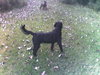 Otto