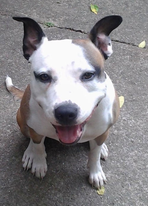 Rosie