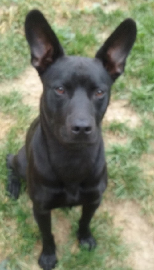Brutus