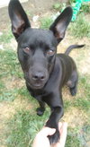 Brutus