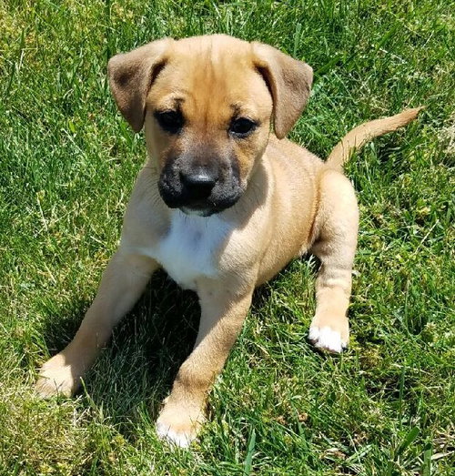 Athena