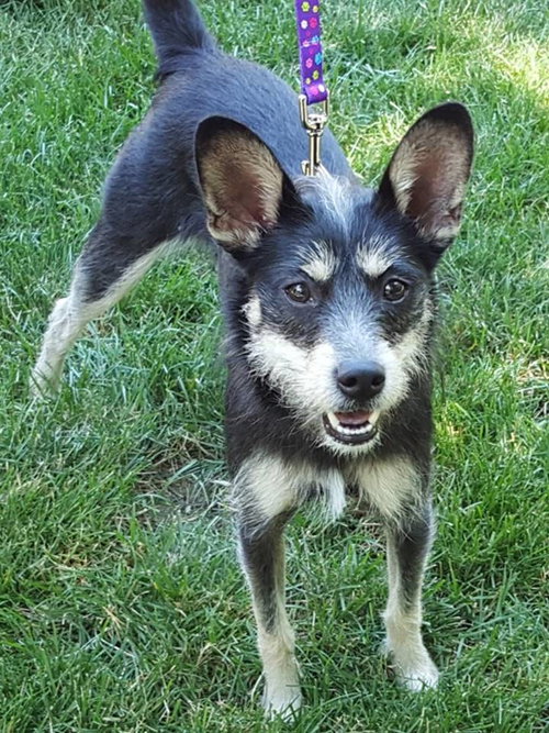 Gidget