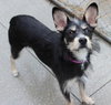 Gidget