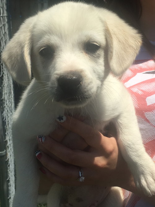 Simba
