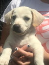 Charlie