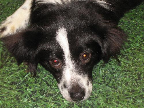 Annie