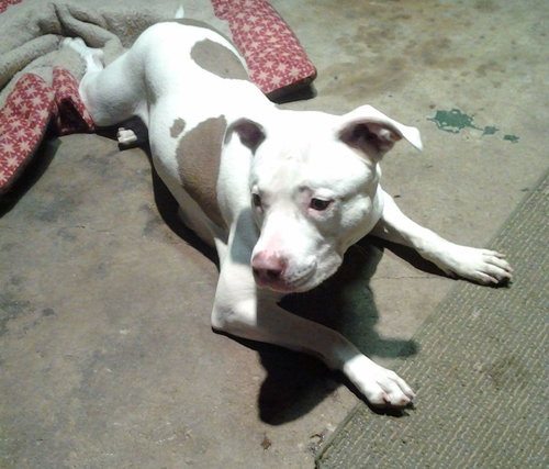 Cece