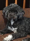Teddy