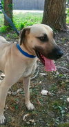 Bruno