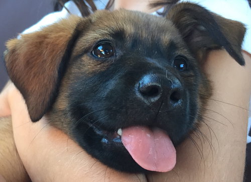 Coco