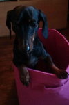 Tucker