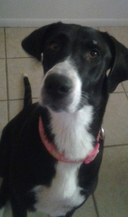 Lulu