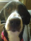 Lulu