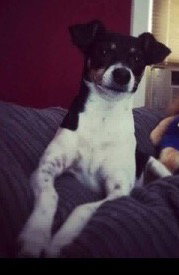 Toby