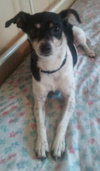 Toby