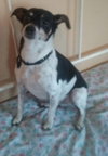 Toby