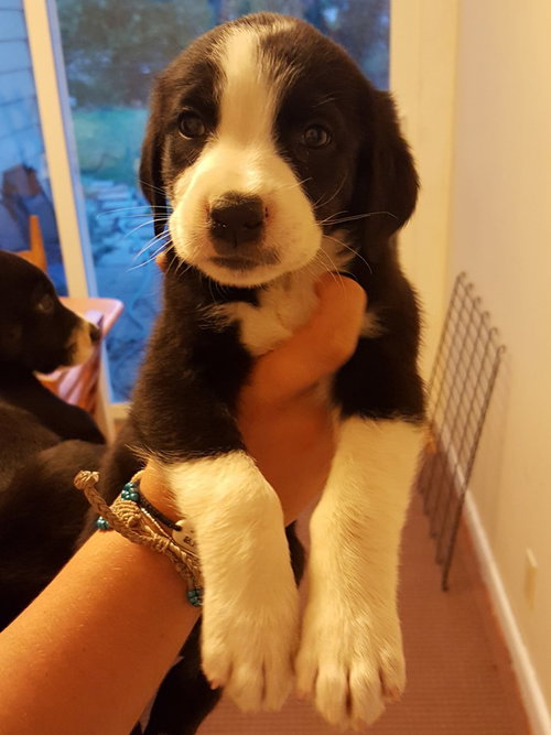 Otis