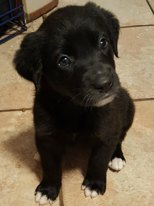 Stella