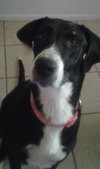 Stella