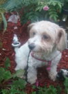 Zoey