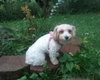 Zoey
