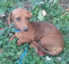 Roxie