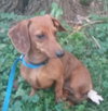 Roxie