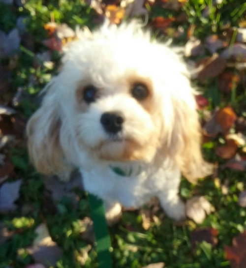 Chewy