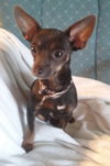 Bella