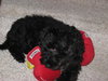 Clyde