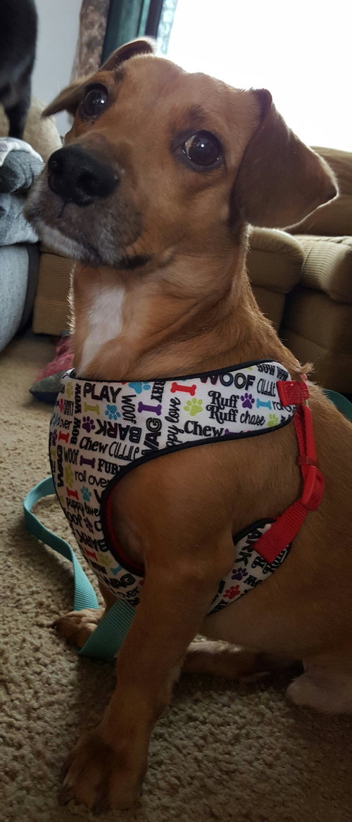 Dexter