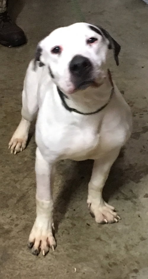 Gus