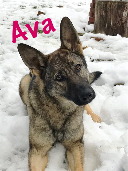 Ava