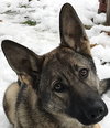 Ava