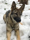 Ava