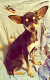 Gracie