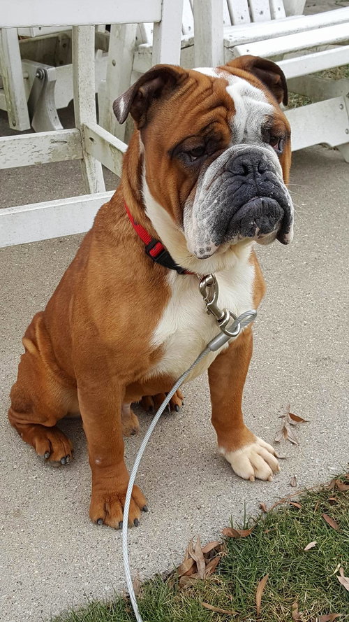 Diesel