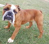 Diesel
