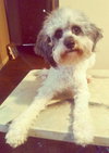 Lollie