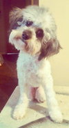Lollie