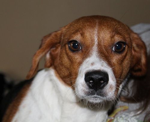 Tootsie