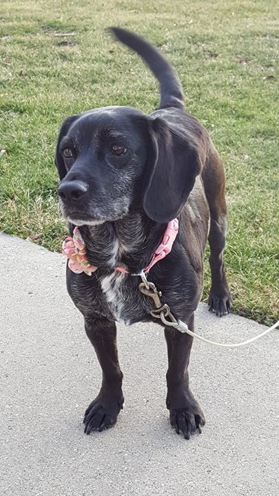 Daisy