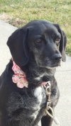 Daisy
