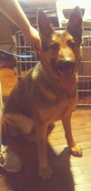 Moxie