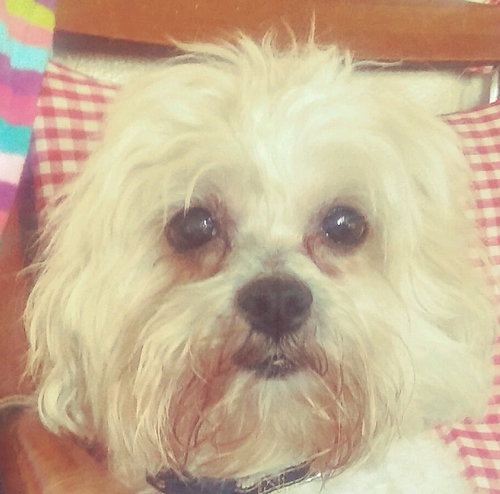 Mitzi