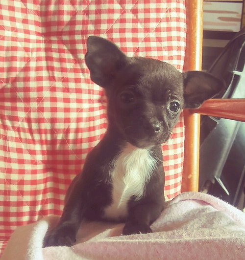 Biscuit
