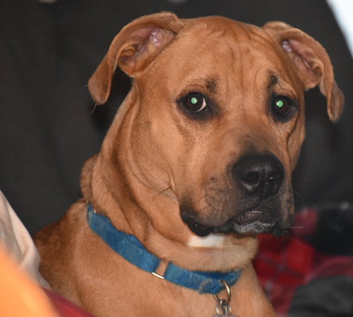 Duke
