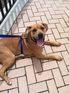 Duke