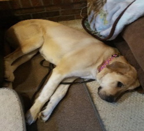 Rosie