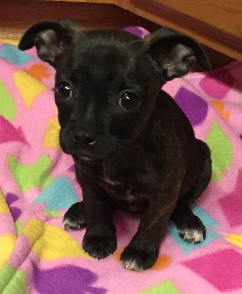 Stella